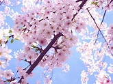 Pink Cherry Blossom - Flowers Photo (34658289) - Fanpop - Page 6