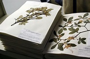 U.S. National Arboretum Herbarium | Herbarium, How to preserve flowers ...