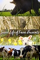 Secret Life of Farm Animals - TheTVDB.com