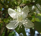 Cerejeira-do-mato – (Eugenia involucrata) - PlantaSonya - O seu blog ...