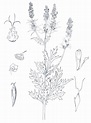 Figura Nº4: Ambrosia arborescens Mill.: A. Hábito, B. Capítulo ...