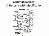 Descent With Modification From A Common Ancestor - Ch 16 3 Pg Darwin ...