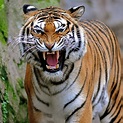 9 Extraordinary Animals That Makes The Wildlife in India Unique