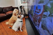 Lo que ven las mascotas cuando miran televisión | Digital News