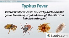 Typhus Fever & Rickettsia Prowazekii Causes, Symptoms & Transmission ...