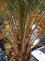 File:Palm tree.jpg - Wikipedia
