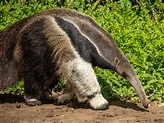 Giant Anteater Free Stock Photo - Public Domain Pictures