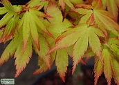 Japanese Maple, Summer Gold, Acer palmatum Summer Gold (Japanese Maples ...