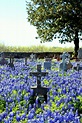 Field of Dreams. Flowers among the graves.Makes it look more peaceful ...