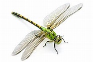 Dragonfly in Spanish | English to Spanish Translation ...