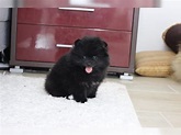 Pomeranian Puppies For Sale | Kansas City, MO #329654