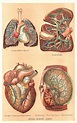 Antique Images: Vintage Medical Clip Art: Human Body Graphic of 4 Human ...