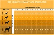 Dog years to human years explained : Infographics