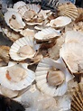 What Does A Scallop Look Like - All You Need Infos