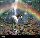 Unicornios reales fotografías e imágenes de alta resolución - Alamy