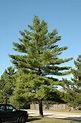 White Pine (Pinus strobus) in Long Island Westbury Nassau County ...