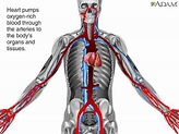 How Blood Flows through the Body Animation - Circulatory System Video ...