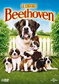 Beethoven : tout savoir sur le célèbre chien star du cinéma - Chiens ...