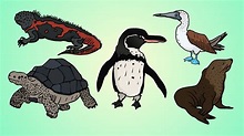 Draw Five: How to Draw Galapagos Animals - YouTube