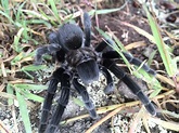 Tarántula mexicana de terciopelo negro en septiembre 2015 por ...