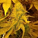 Brother Tree from Crate Digger Seeds | strains.io | cannabis marijuana ...