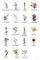 Nombres de flores, Nombres de hierbas, Tipos de flores