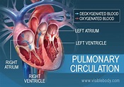 Pulmonary & Systemic Circulation | Circulatory Anatomy