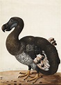 Was the Dodo Bird Really a Dodo?. Was this the extinction of a truly ...
