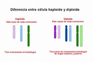 Diferencia entre célula haploide y diploide