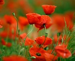 Poppy flowers are bright and splashy – here's why • Earth.com