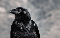 wallpaper raven, bird, black, beak HD : Widescreen : High Definition ...