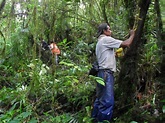 Proyecto Conservación de Bosques Indígenas: promoviendo el manejo ...