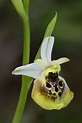 Einheimische Orchideen - theilerfoto