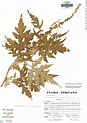 Ambrosia arborescens | Rapid Reference | The Field Museum