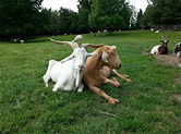 Goats get human feelings and prefer happy faces: Study - Good Morning ...