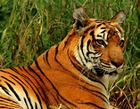 File:Royal Bengal Tiger at New Delhi.jpg - Wikimedia Commons