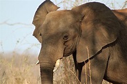 Smithsonian Insider – Pius Mahimbi African bush elephant | Smithsonian ...