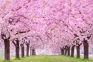 sakura tree background hd Sakura tree in japan - Wallpaper HD 4K ...