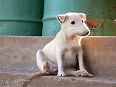 a small white dog sitting on top of cement steps