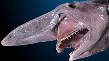 Tiburón Duende » Características, curiosidades, hábitat y más...