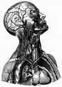 Human Vintage Anatomy Illustration Art | Arte de anatomía, Arte de ...