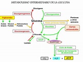 BIOQUIMICA - 2DO AÑO OFICIAL. : METABOLISMO INTERMEDIARIO DE LA GLUCOSA