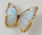 Morpho aurora female - AUREUS butterflies & insects