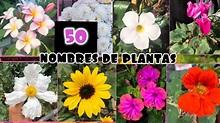MAS DE 55 NOMBRES DE PLANTAS QUE TIENES QUE SABER - YouTube