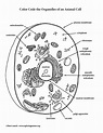 Animal Cells Coloring Pages