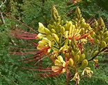 Caesalpinia gilliesii (Yellow bird-of-paradise)