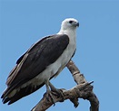 White Bellied Sea Eagle : White-Bellied Sea-Eagle - Haliaeetus ...