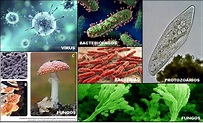 Top 10 Difference Between Monera Protista Fungi Animalia Plantae - Riset