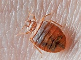 7 Bugs That Look Like Bed Bugs But Aren't [with Pictures]
