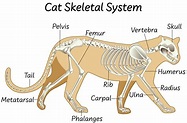 Asimilación cantante Produce esqueleto de gato anatomia calendario ...